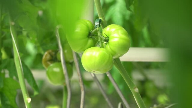 Growing tomatoes. Red tomatoes. Green tomatoes. Growing cucumbers. Growing vegetables in greenhouses. Farm food. Organic food. Vegetarian food. Tomatoes growing on branches. Girdling vegetables. Carin