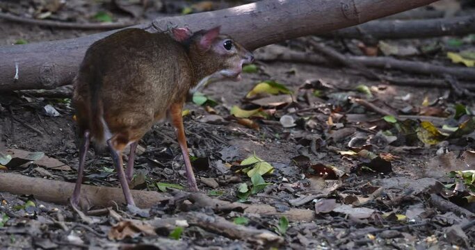 Seen in the forest from behind with its mouth full of food while chewing, Lesser Mouse-deer Tragulus kanchil, Thailand