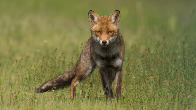 un Renard dans un champ