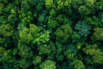 Naklejka premium Top View of Dense Tropical Forest, Greenery Earth Texture