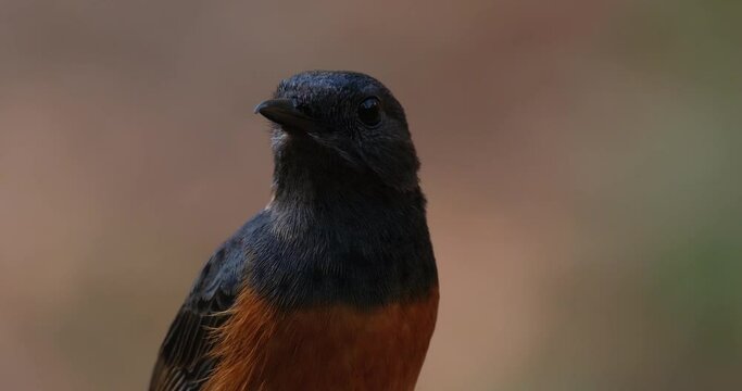Looking to the right then around then turns around to fly away, White-rumped Shama Copsychus malabaricus, Thailand
