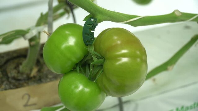 Growing tomatoes. Red tomatoes. Green tomatoes. Growing cucumbers. Growing vegetables in greenhouses. Farm food. Organic food. Vegetarian food. Tomatoes growing on branches. Girdling vegetables. Carin