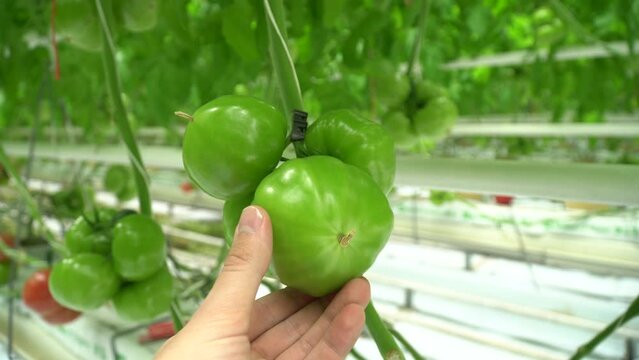 Growing tomatoes. Red tomatoes. Green tomatoes. Growing cucumbers. Growing vegetables in greenhouses. Farm food. Organic food. Vegetarian food. Tomatoes growing on branches. Girdling vegetables. Carin
