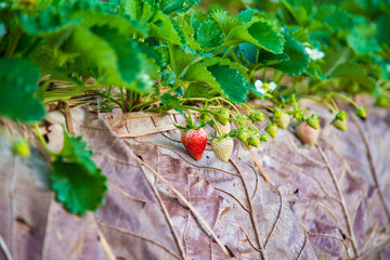 Organic strawberry plantation on mountain hill ready for harvest