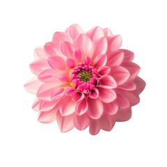 A pink flower on a Transparent Background