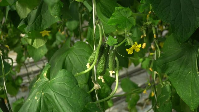 Growing tomatoes. Red tomatoes. Green tomatoes. Growing cucumbers. Growing vegetables in greenhouses. Farm food. Organic food. Vegetarian food. Tomatoes growing on branches. Girdling vegetables. Carin