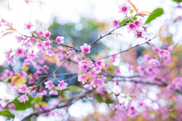 Pink cherry blossom bloomming flower on tree branch
