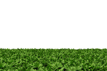 Realistic green leaves perspective floor plants texture background isolated with empty wall png 3d rendering image