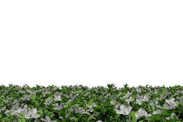 Realistic white flowers and green leaves perspective floor plants texture background isolated with empty wall png 3d rendering image