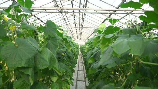 Growing tomatoes. Red tomatoes. Green tomatoes. Growing cucumbers. Growing vegetables in greenhouses. Farm food. Organic food. Vegetarian food. Tomatoes growing on branches. Girdling vegetables. Carin