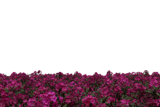 Realistic pink flowers and green leaves perspective floor plants texture background isolated with empty wall png 3d rendering image