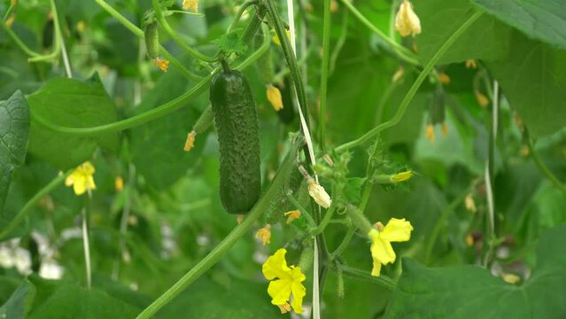 Growing tomatoes. Red tomatoes. Green tomatoes. Growing cucumbers. Growing vegetables in greenhouses. Farm food. Organic food. Vegetarian food. Tomatoes growing on branches. Girdling vegetables. Carin