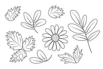 Plant set of summer leaves of strawberry, blueberry, chamomile flower. Vector set of line drawings on white background. Flat style, doodle, for the design and decoration of banners, social networks