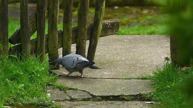 Two rock doves / common pigeons (Columba livia)looking for food around a garden gate before flying off. Kent, UK. April [Half speed]