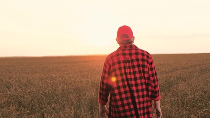 Man farmer walking at sunset dry wheat field relaxing outdoor back view. Male agricultural worker in red cap going surrounded by farming cultivated cereal plant meadow sunrise sky horizon - obrazy, fototapety, plakaty