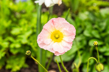 Poppy flower growing in a garden in spring.