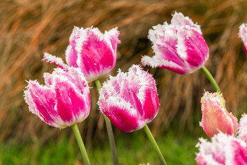 Tulips growing in the garden during spring. - 775794722