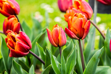 Tulips growing in the garden during spring. - 775794748