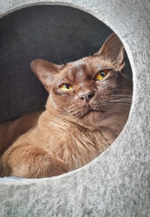 Portrait of one brown purebred domestic short hair burmese cat of chocolate colour with large pointed ears and whiskers looking at camera with yellow eyes relaxing or resting in grey bed at home