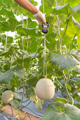 Use portable Digial scale for fresh melon  weigh in farm