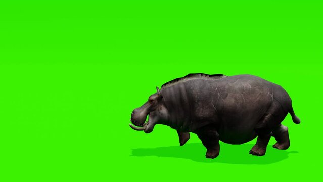 Dynamic footage: Sturdy hippopotamus running gracefully against a vibrant green screen background, perfect for adding a touch of nature to your projects.