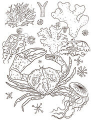 Crab coloring book antistress drawn by hand on a white background seafood nature ocean algae corals