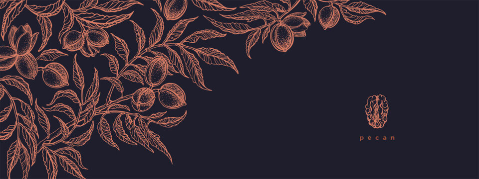 Pecan tree, branch with leaves, nut. Sketch banner