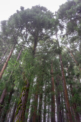 Fototapeta premium Traditional Azorean trees stand tall in the misty rain, creating a serene scene on a foggy afternoon.