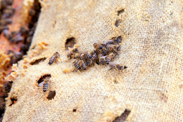 Bees swarming on vintage textile background..