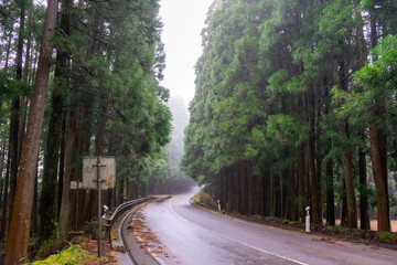 Fototapeta premium Traditional Azorean trees stand tall in the misty rain, creating a serene scene on a foggy afternoon.
