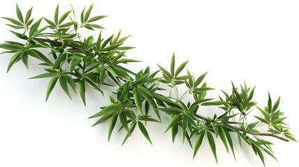 rosemary isolated on white