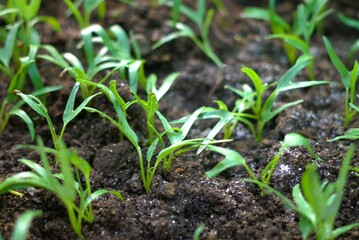 Close up image of vegetable seedlings growing on the soil, farming and agriculture 