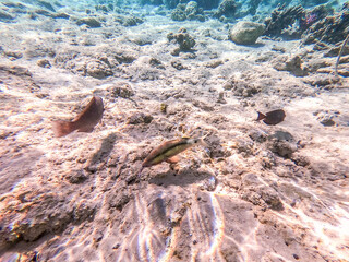 Forsskal goatfish (Parupeneus forskali) on sand sea ​​bottom at the Red Sea coral reef..