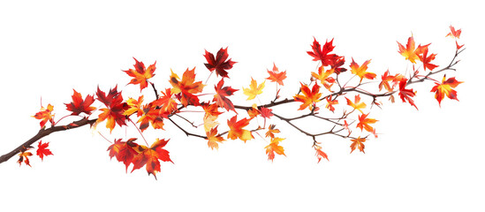 autumn, leaves, leaf, fall, isolated on white, in different positions, realistic, 3D