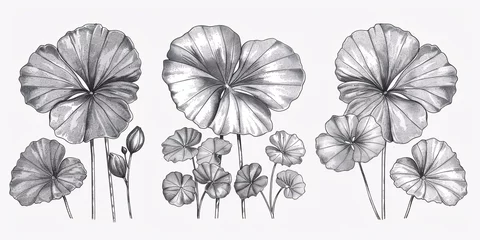 Gordijnen A collection of hand-drawn illustrations featuring the gotu kola Centella asiatica flower and leaf, in a graphic, engraved style for use on labels, stickers, menus, and packaging. © ckybe