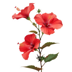 Fototapeta premium Two red flowers on a stem