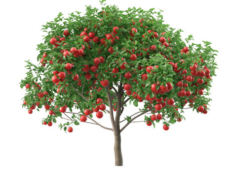 fruit tree, apple tree, isolated on white, in different positions, realistic, 3D
