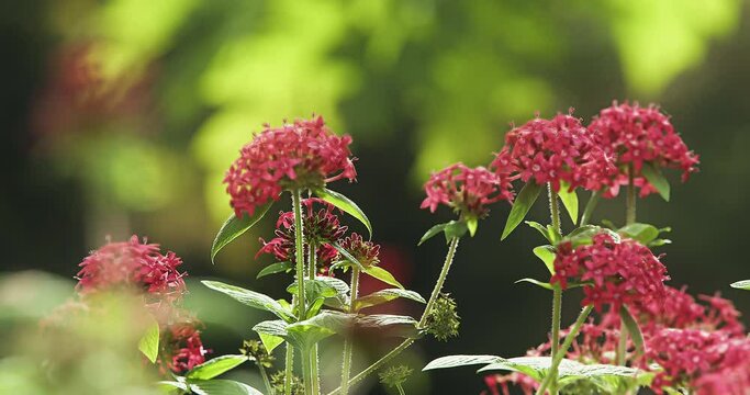 ペンタスの花：色とりどりの饗宴
Pentas Flower: A Colorful Feast