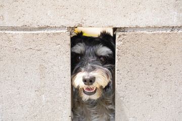 Miniature Schnauzer, dog sticking her face out through the cement bricks