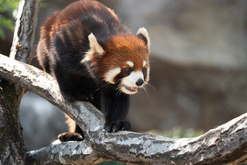 レッサーパンダ