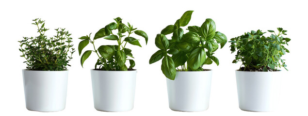 Set of basil, herb, nature, isolated on white, in different positions, realistic, 3D
 - obrazy, fototapety, plakaty