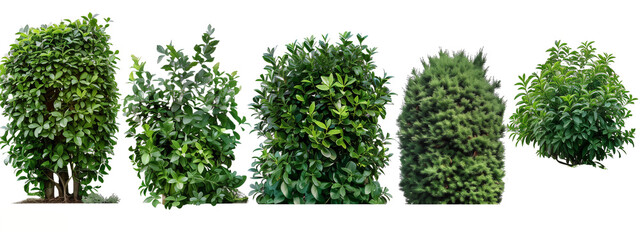 Set of 5 bushes, bushes for fence, nature, isolated on white, in different positions, realistic, 3D
