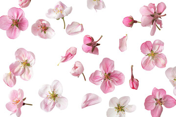 Set of flowers set of flowers blooming apple tree cherry blossom, nature, isolated on white, in different positions, realistic, 3D