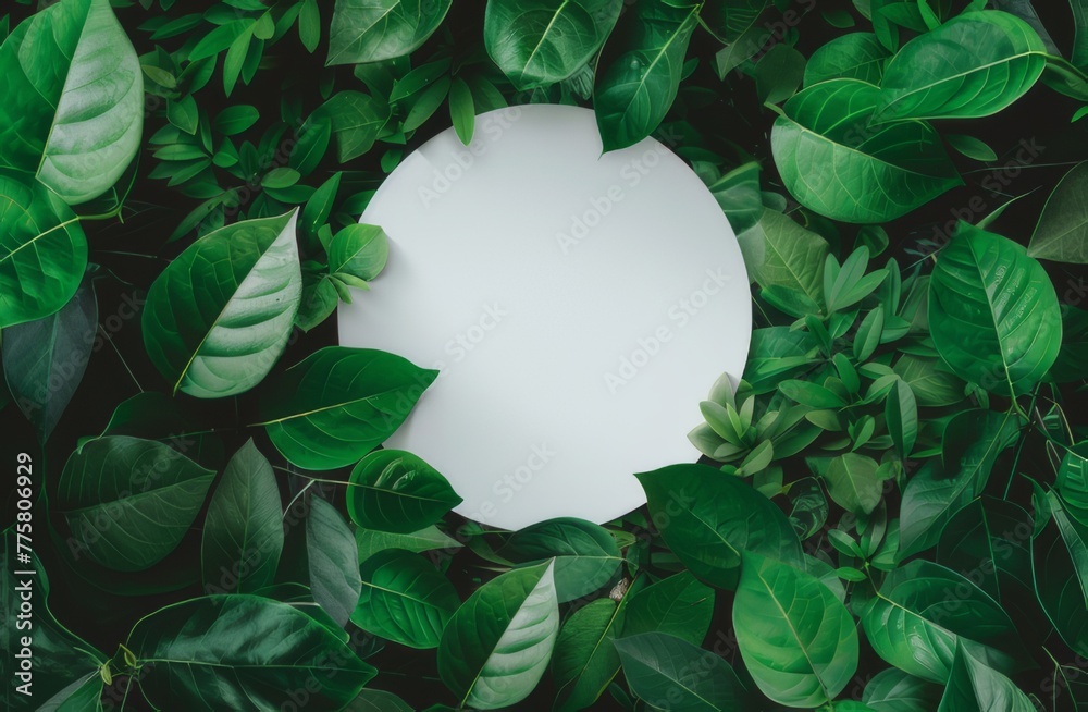 Wall mural White circle surrounded by green leaves on background. There is space for text.