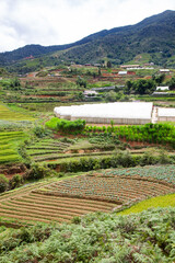 terraced green rice fields around Sa Pa, Vietnam - 775808727