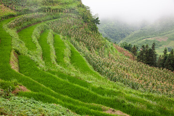 terraced green rice fields around Sa Pa, Vietnam - 775808753