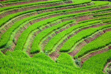 terraced green rice fields around Sa Pa, Vietnam - 775808771