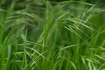 green grass background close up