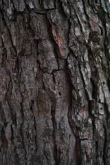 texture brown tree bark close up