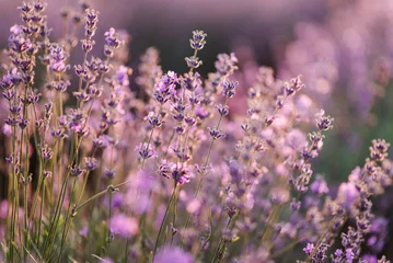 Zelfklevend Fotobehang Lavender landscape, floral background for banner. Lavender field in Provence in soft sunlight. Photo with blooming lavender. Lavender flowers with bokeh on sunset closeup. Composition of nature. © Serhii
